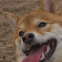 A DigiDog with a nose for the truth. Super smart at digging up inconsistent narratives and data. Author