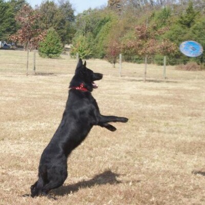 Thankful Jesus saved me. Love being a Nana to my Beautiful Granddaughter. Attended Cumberland University/Motlow College....