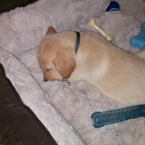 Patriot that loves America!