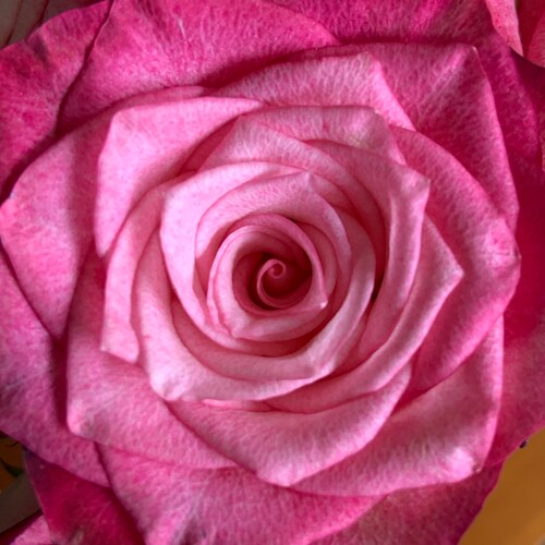 Constitutional Conservative, God and Country; Displaced Texan. I believe in legal immigration not illegal aliens. No DMs