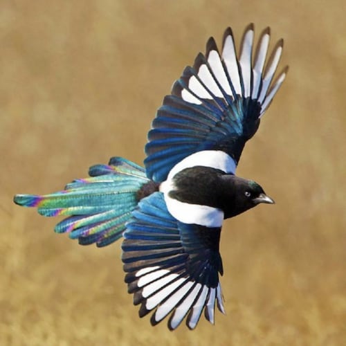 The New Federal State of Chinese
Take Down The Evil CCP Is Our Mission 
Chinese is not the CCP

 新中聯邦人永不為奴
💪💪💪  ...