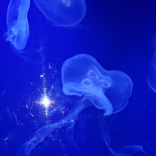 Visit Lady_Glittersparkles🍊's profile on GETTR. View their posts, photos, videos, and connect with them on the social platform.