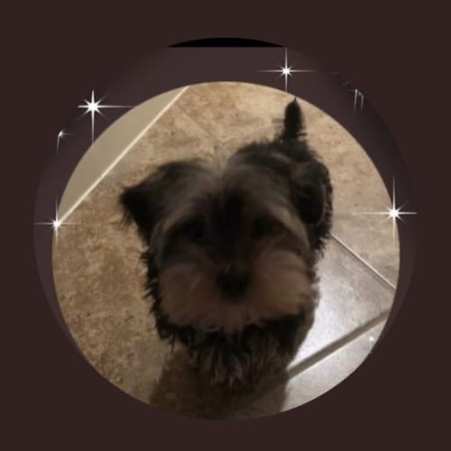 Freedom loving Conservative.  Love and support President Trump, and my great Senator Ted Cruz! #MAGA #CruzCrew Stand wit...