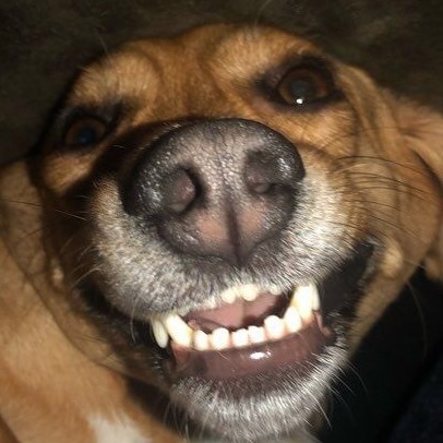 MAGA FROM DAY 1 AND A PROUD DEPLORABLE. KEEPING IT CONSERVATIVE IN THIS COMMIE SLUM OF A STATE.