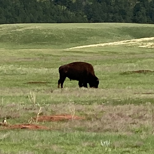 commercial pilot, veteran, history, small businessman. Decendant of Revolutionary War Patriots and a signer of the Decla...