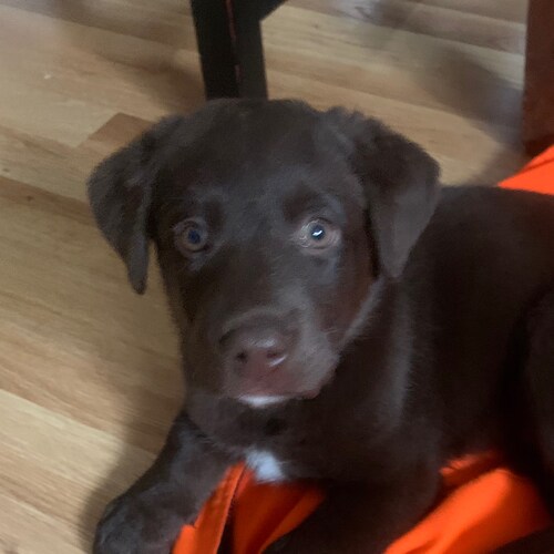 Jeep Lover (Oliver)
Patriot      ❤️🤍💙  Nonconformist    ❤️🤍💙