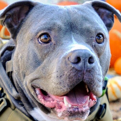 Proud Pitbull Dad