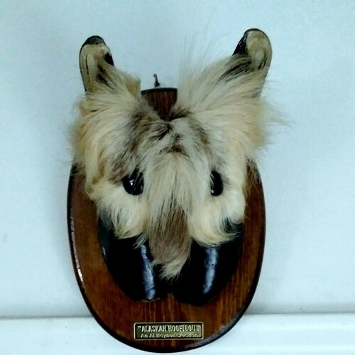 MADE IN AMERICA 🇺🇸 
Love to  HUNT  &  FISH  !    gotta work, cause 
it cost a Lot  to HUNT & FISH !
I Like Most people...