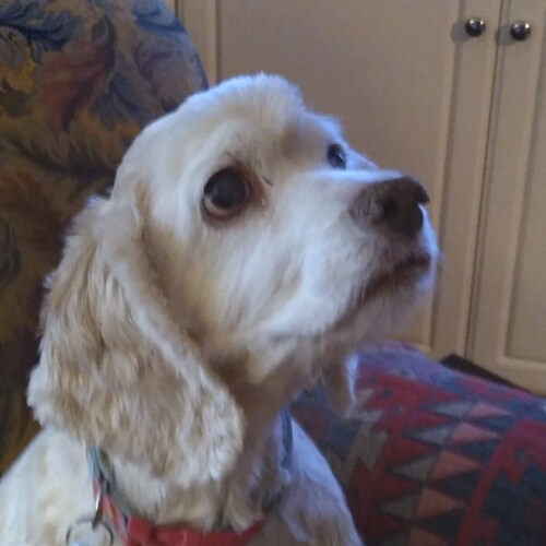 God loving, family loving, Trump loving, rocking grandma, talking trash!