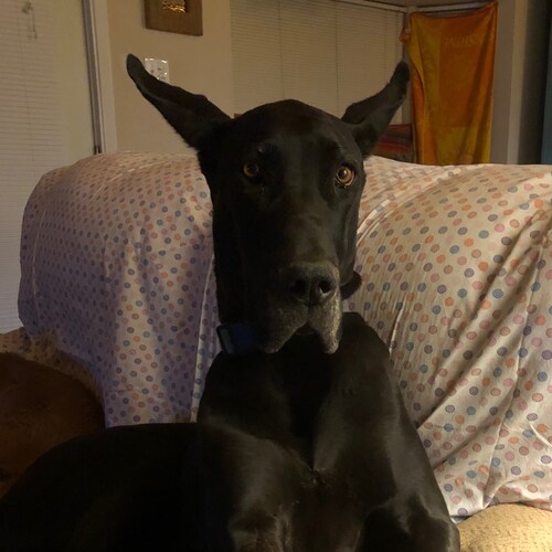 Conservative RN
common sense!
God and Country!
 Great Danes!