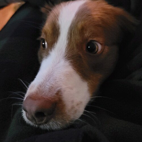 Real Estate Appraiser