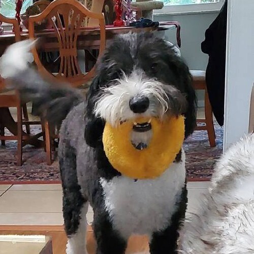 conservative lady, pro constitution, Trump supporter, Trump won!  FJB! I follow back all patriots!