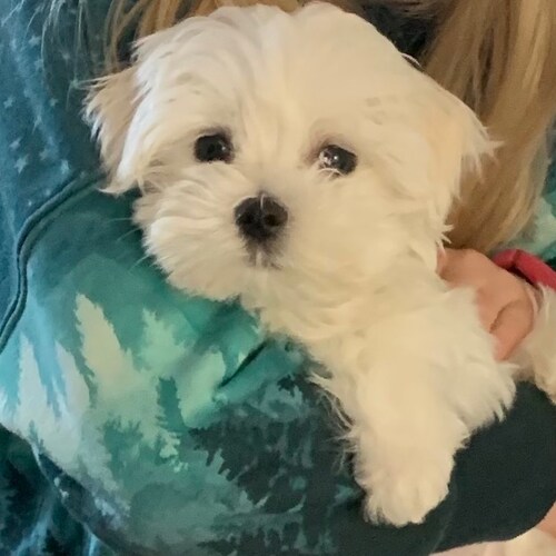 Author of “Moon Over My Shoulder” daily devotional book, speaker, artist, Jesus follower, Pro life ✝️ 🇱🇷, Constitution...