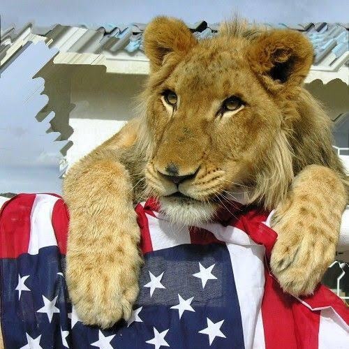 Love God my family my Country proud patriot proud pure blood 1&2A   2020 was stolen TRUMP is our POTUS WWG1WGA  Save America  United we Stand ❤🙏🇺🇸🌎
