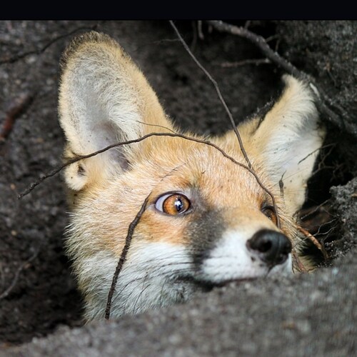 We are the truth, the news and the protectors of the Constitution of this great Republic. USCG vet. I vet all before fol...