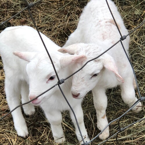 Christian,husband,Dad,Pastor
  Auto Shop Owner
Larue county  GOP chairman