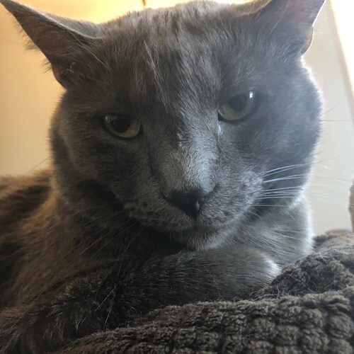 @2036thecat is now live.
@2035the cat, This is my bunker account. My backup (sometimes main) account is on Truth Social @Cobol but I will still post here also