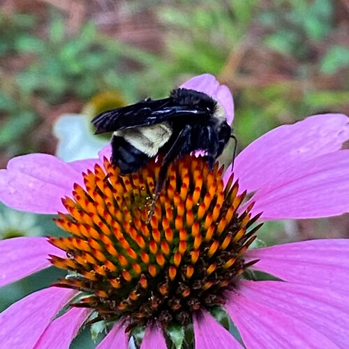 Blue Heeler mom, daughter of the King.