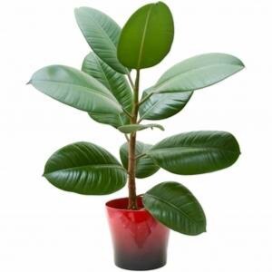 РуSSкий Пхгавославный Цианид