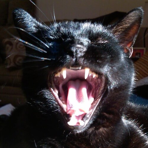 I believe in America, our flag, our military and police, our freedoms and our constitution. Add to that the love of anim...