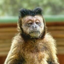 Pungent peaty, smoky and oily, with just a hint of salty sea air and seaweed.