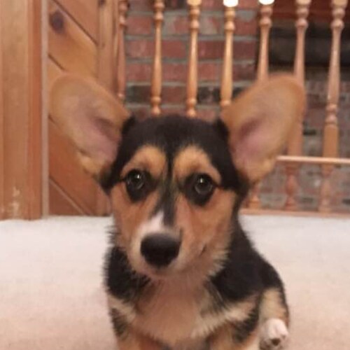 Registered Nurse
 Proud Trump Supporter