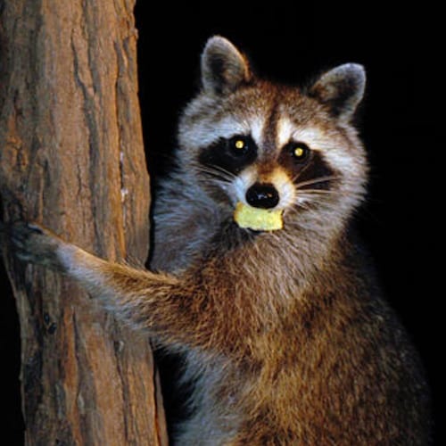 I use to be a self proclaimed Twitter fact checker, until I got kicked off of the platform. I guess twitter didn’t like ...