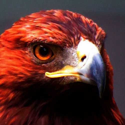 Proud conservative 
God 🙏🏼 Family 
America First 🇺🇸