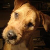 On loan from Gab. Conservative, traditionalist and loyal. English too. I thank God for your President Trump.