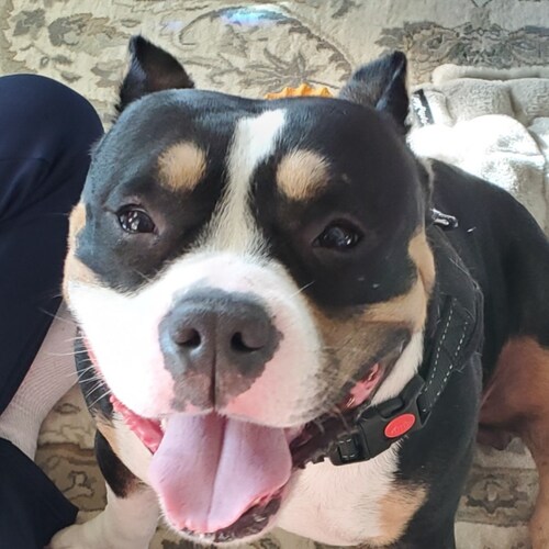 Husband, Father to 2 boys, Mechanical Engineer, Rescue Dog Lover