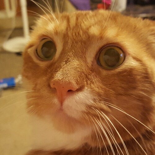 Grandmother, mom, Non Woke person. "You know you've lost the debate/discussion, when you attack the person and not the i...