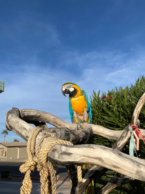 Hello Gettr! I am thrilled to be here! Below is my favorite macaw, Nikita. 💙💚💛🧡❤️