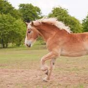 heavyhorse