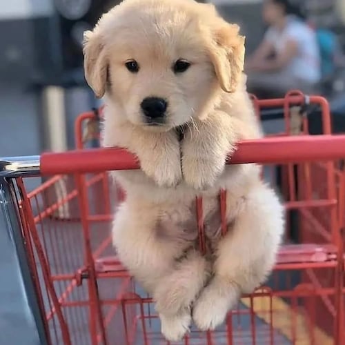 铁锁梦 MV
Chained Dream