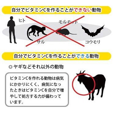 ビタミンＣ

もっとも有名で大事なビタミンがビタミンCかもしれません。
しかしこのビタミンCほどに嘘がはびこっている栄養素もないでしょう。
哺乳類の中でビタミンCを合成できないのは人間とサルくらいだそ...