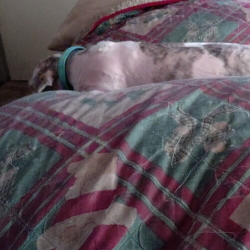 I use a wheelchair. I am refurbishing computers at Goodwill in Danville VA. I am happly married.!