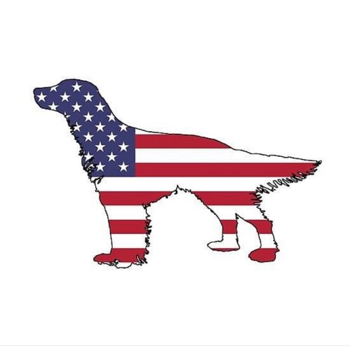 Conservative American, Patriot, Biden cheated, English Setters, 2nd Amendment