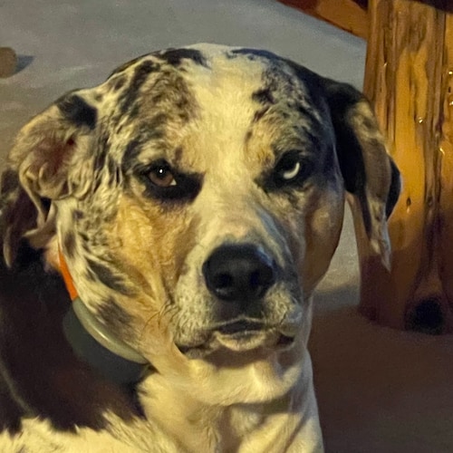 Patriot who loves her family and dogs