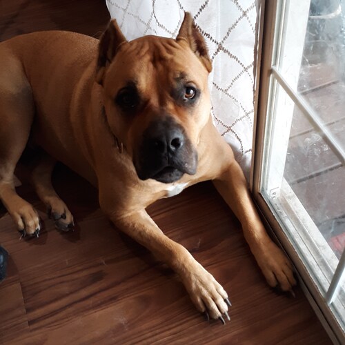 Author, MAGA patriot, book editor, and Trump fan.