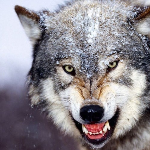 Centre-right Canadian working mom. Great cook.  #MakeMenGreatAgain