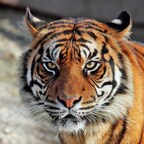 Tigress95