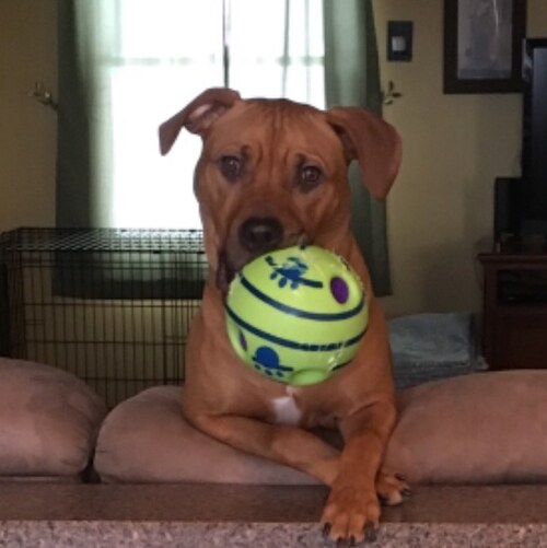 CONSERVATIVE lover of God & country.