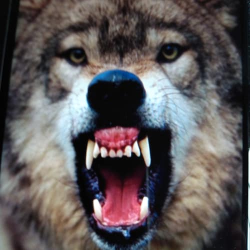 Donald Trump is the greatest President in history.  Pray for the Peace of Jerusalem.