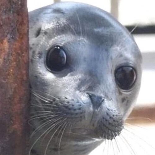 Visit JocaFelix's profile on GETTR. View their posts, photos, videos, and connect with them on the social platform.