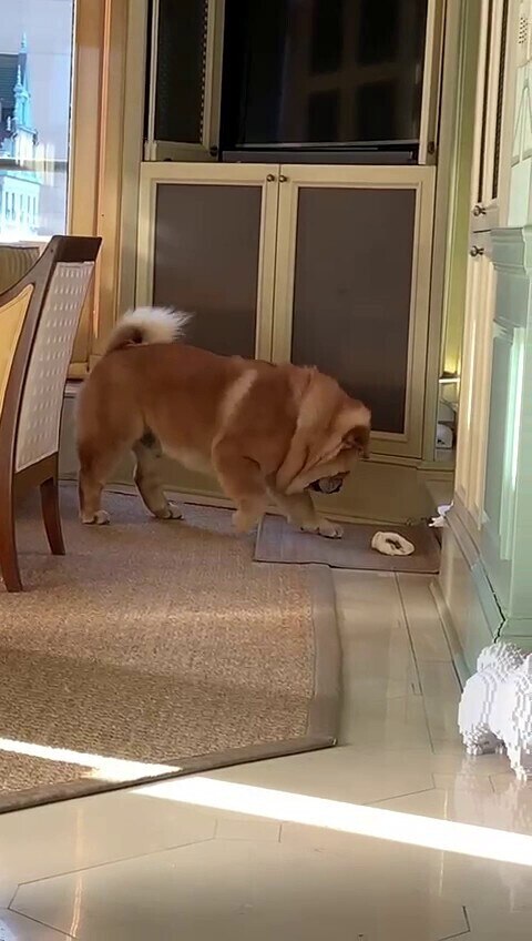 11月18日: 自娱自乐模式启动🤣🤣🤣🤣🤣