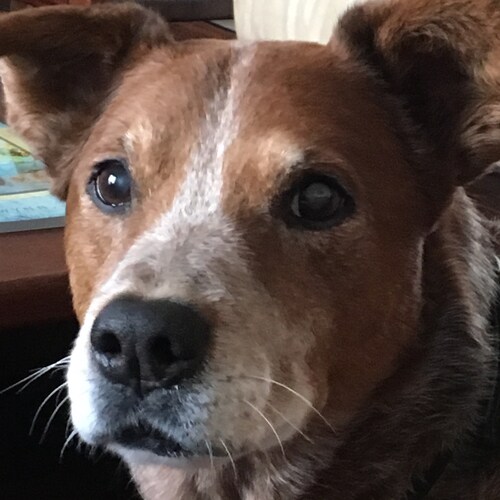 Friend of Bill since June 2013, husband, father, dog lover, very grateful for the opportunities the USA has given me.