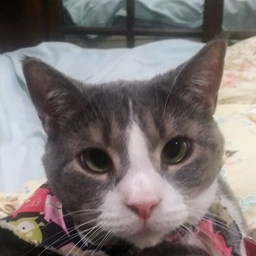 like to travel,trump supporter,like many types of music 🎶