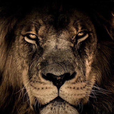 I am not one of the sheep! 

Snarky is my side hustle.