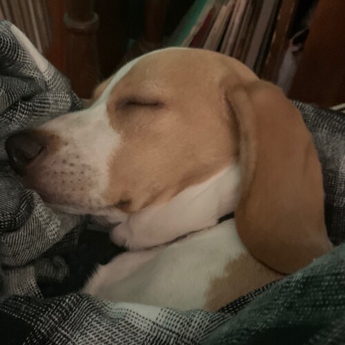 #GodBlessAmerica #1A  #2A #truckersforfreedom Jesus is my savior