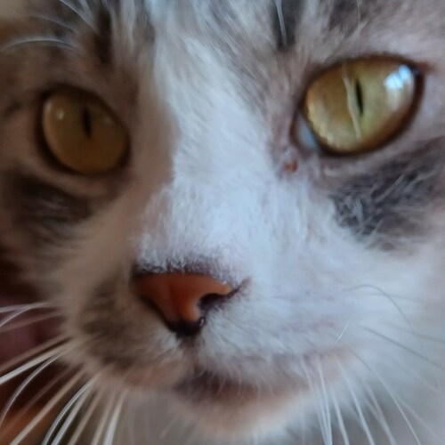 Educator, editor, cyclist, husband, father, cookist, and catservant